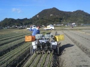 onion1